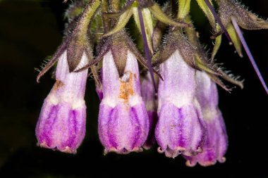 Comfrey, Almanya 'da baharda çiçek