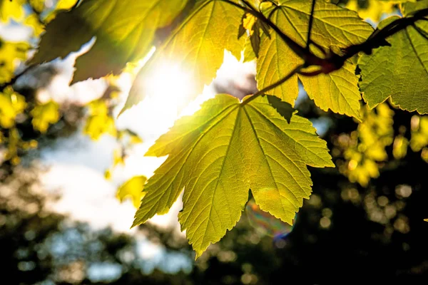 Feuilles d'érable aux couleurs automnales dans la lumière du dos — Photo