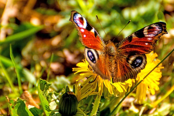 Peacock butterfly on a dandelion flower — Stock Photo, Image