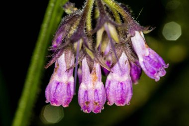 Comfrey, Almanya 'da baharda çiçek