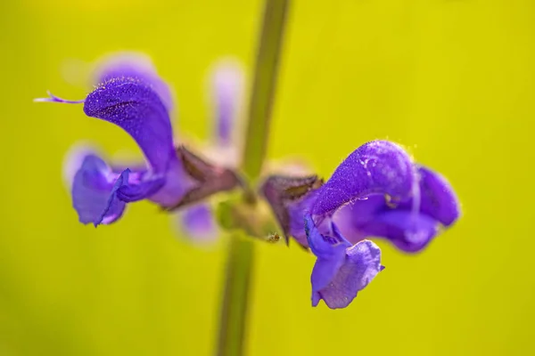 Salvia silvestre con flor —  Fotos de Stock
