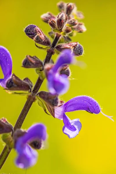 Salvia selvatica con fiore — Foto Stock