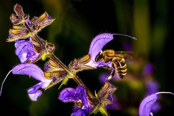 Bee on wild sage flower — Stock Photo, Image