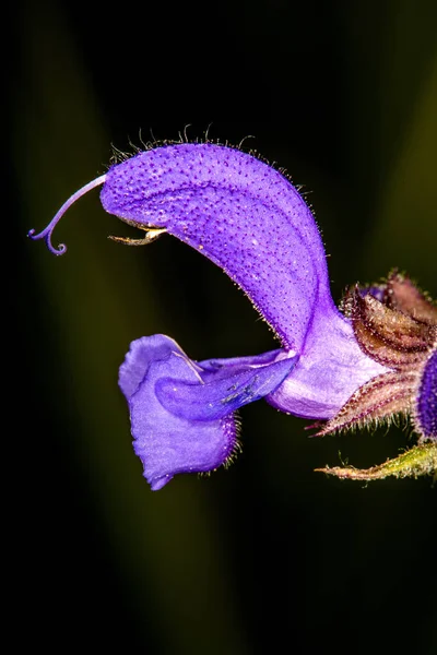 Vild salvie med blomst - Stock-foto