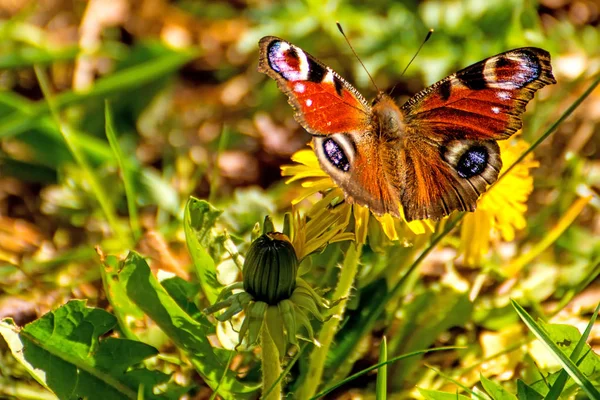 Paon papillon sur une fleur de pissenlit — Photo