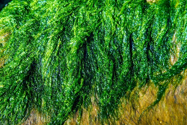 Zee sla, algen, van de Oostzee — Stockfoto