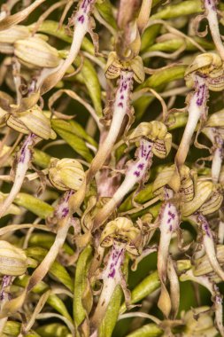 Alman vahşi orkidesi, Kertenkele orkidesi