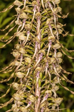 Alman vahşi orkidesi, Kertenkele orkidesi