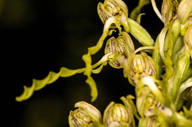 Alman vahşi orkidesi, Kertenkele orkidesi