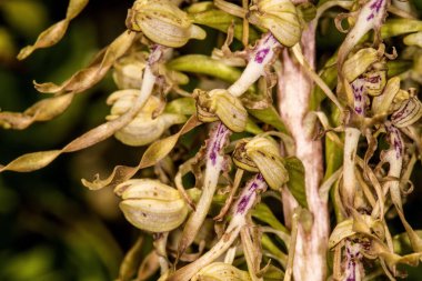 Alman vahşi orkidesi, Kertenkele orkidesi