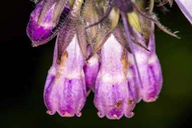 Comfrey, Almanya 'da baharda çiçek