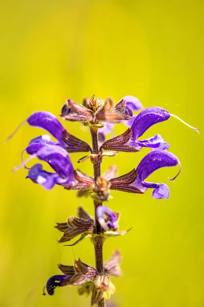 Salvia silvestre con flor —  Fotos de Stock