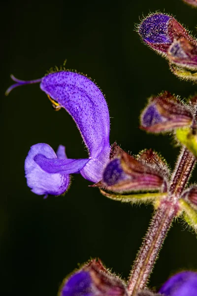 Salvia selvatica con fiore — Foto Stock