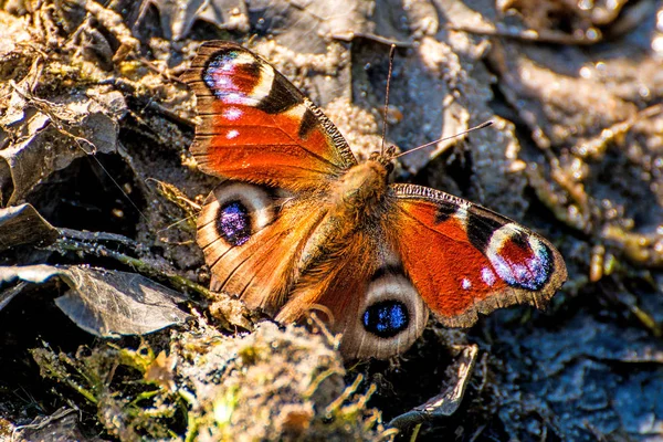 Pavão borboleta em um close-up — Fotografia de Stock