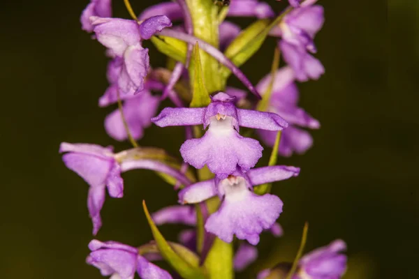 Gymnadenia orchidee auf einer wiese in deutschland — Stockfoto