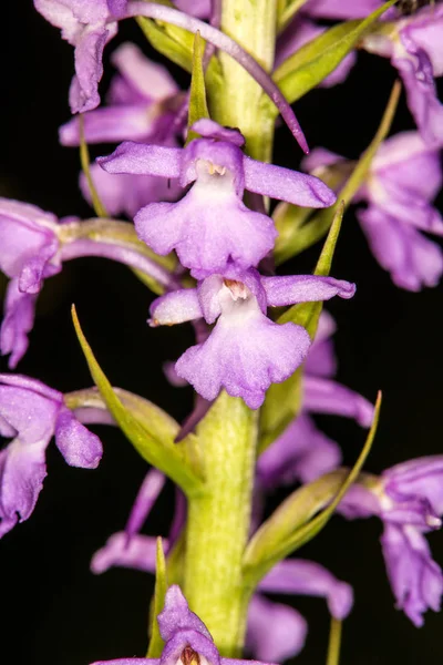 Orchidea di ginnastica su un prato in Germania — Foto Stock