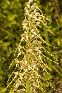 Alman vahşi orkidesi, Kertenkele orkidesi