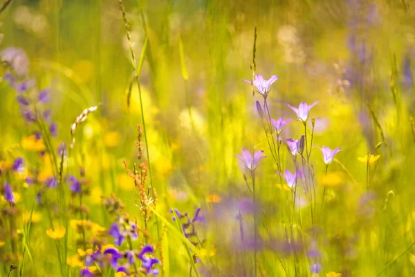 Spreading bellflower  in a meadow in spring in Germany — Stock Photo, Image