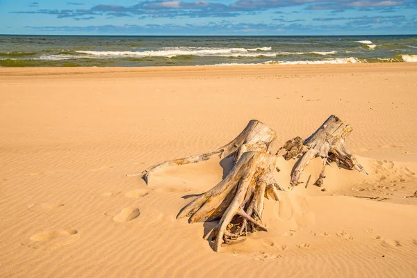 Driftwood egy Beach, a Balti-tenger — Stock Fotó
