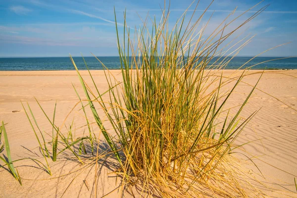 Plaża trawy na plaży Morza Bałtyckiego — Zdjęcie stockowe