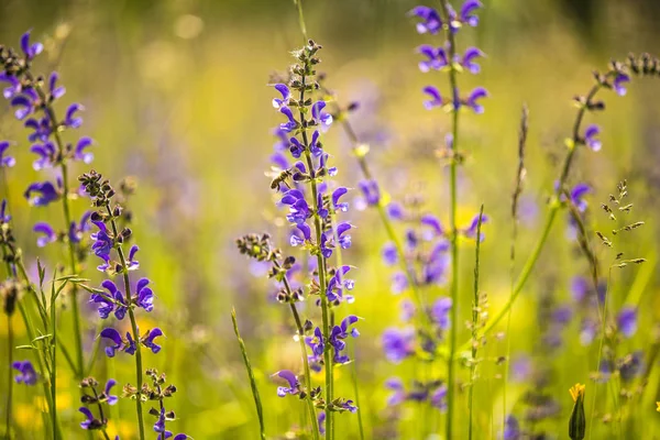 Wild sage in a meadow in spring in Germany — 스톡 사진