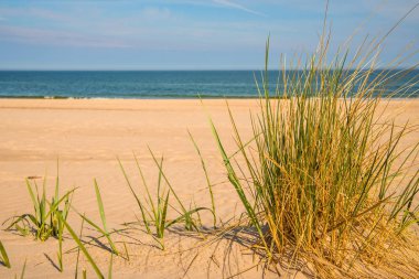Baltık Denizi plajında plaj çim