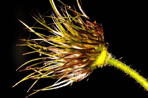 Pasqueflower con frutas — Foto de Stock