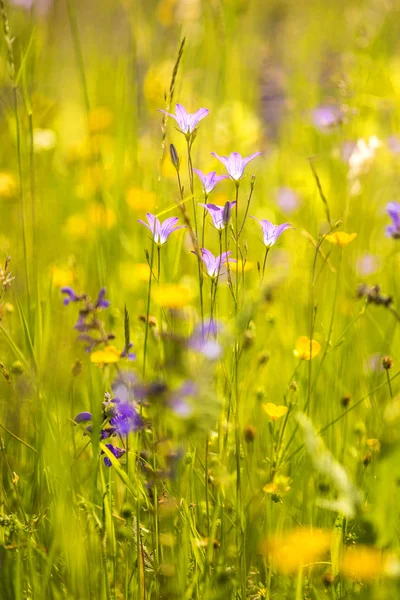 Spreading bellflower  in a meadow in spring in Germany — Stock Photo, Image