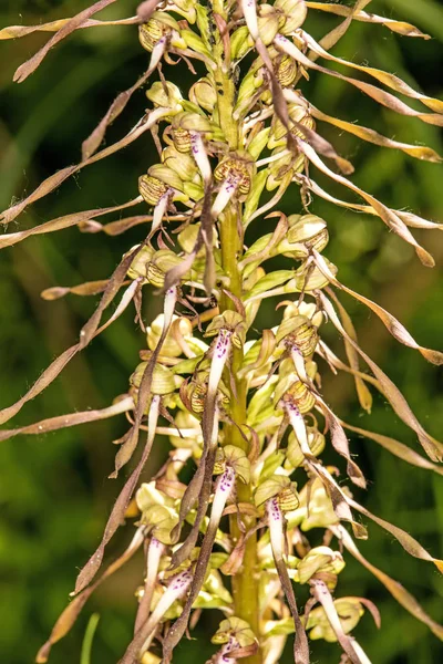 Alman vahşi orkidesi, Kertenkele orkidesi — Stok fotoğraf
