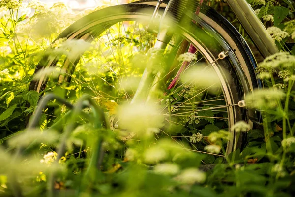 Bicycles hidden behind ground elder — Stock Photo, Image