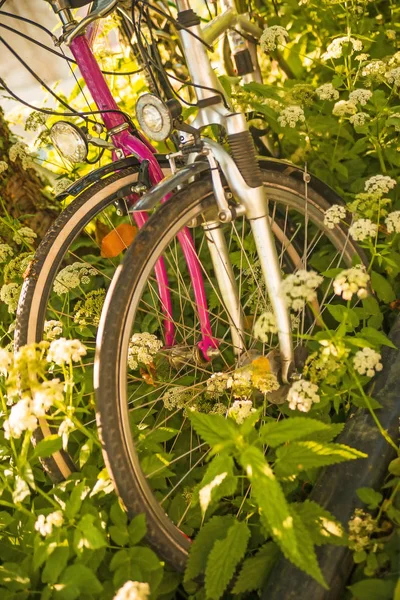 Bicyclettes cachées derrière le sureau au sol — Photo