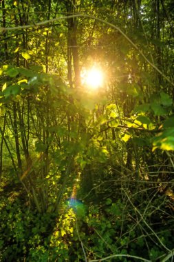 arka ışık, ışık ve gölge orman