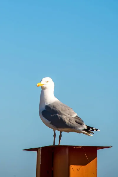 Herring gull on a chimney — Stock Photo, Image