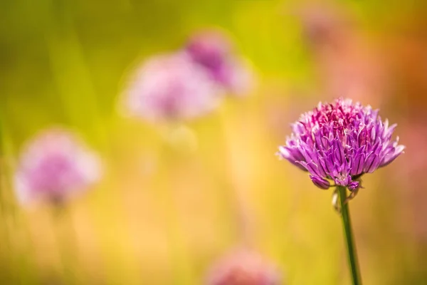 Blooming chive in spring with blurred yellow background — Stock Photo, Image