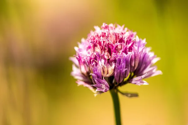 Blooming chive in spring with blurred yellow background — Stock Photo, Image