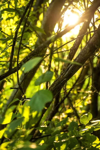 백 라이트, 빛과 그림자의 숲 — 스톡 사진