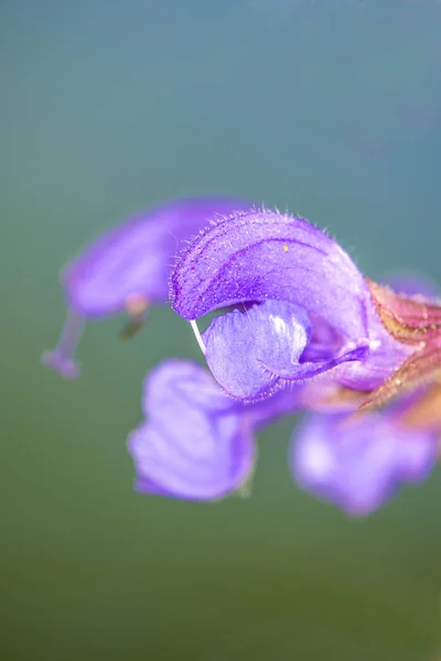 Vild salvie med blomst - Stock-foto