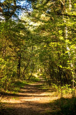 güneşli bir bahar ışık ormanda