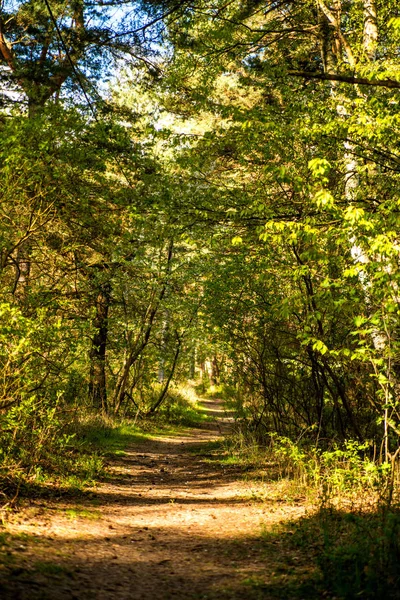 güneşli bir bahar ışık ormanda