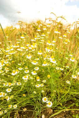 Almanya 'da arpa alanında papatya