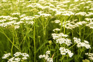 Yaygın kiraz kuşu, Almanya 'da bir çayırda şifalı bitki