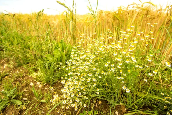 Chamomile at a field of barley in Germany — Stock Photo, Image