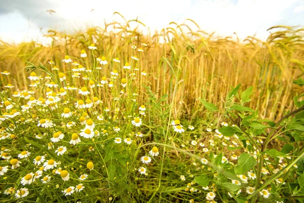 Chamomile at a field of barley in Germany — Stock Photo, Image