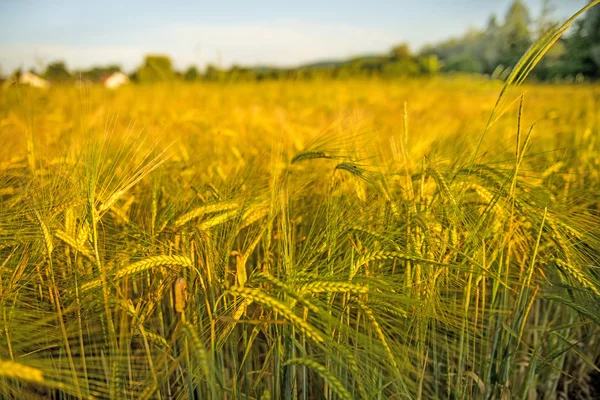 Gerst, veld met groeiende planten in de zomer in Duitsland — Stockfoto