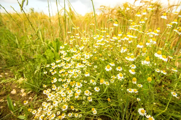 Chamomile at a field of barley in Germany — Stock Photo, Image