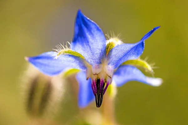 Borage, kruid en medicinale kruid met bloem — Stockfoto