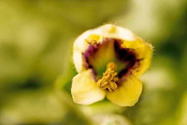 Henbane amarillo con flor —  Fotos de Stock