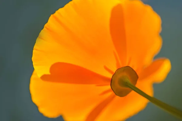 Papoila californiana, close-up da flor na iluminação traseira — Fotografia de Stock
