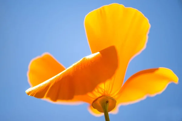 Papoila californiana, close-up da flor na iluminação traseira — Fotografia de Stock