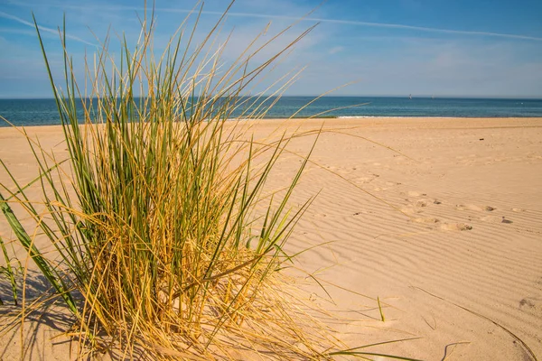 Grama de praia em uma praia do mar Báltico — Fotografia de Stock